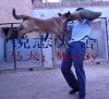 保定馬犬