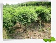 楊經(jīng)理 蘇州園林綠化工程有限公司