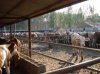 濟(jì)寧正規(guī)肉牛 肉羊公司単位