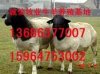 供應南非純種杜泊羊美利奴羊山東梁山畜牧局誠信牧業肉牛羊養殖供求基地