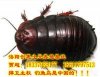土元|土元養(yǎng)殖|土元價(jià)格