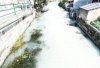 浙江紹興一河水受污染嚴重 成“牛奶河”