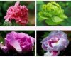洛陽牡丹花會4月1日開園了