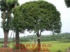 桂林供應(yīng)桂花樹及種子！