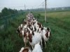 波爾山羊、小尾寒羊、亞洲黃羊、杜泊羊、肉羊