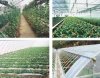 青島花卉溫室的透光性能