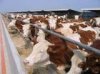 牛、羊、肉牛、肉羊、種牛、種羊