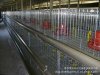 肉雞籠、蛋雞籠、鴨籠、雞籠