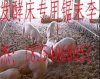 大量出倉養(yǎng)殖用鋸末  純天然 原生態(tài)鋸末