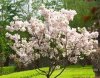 供求櫻花3000棵5-10公分的有需求可以電話聯(lián)系