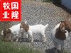 常山縣波爾山羊養(yǎng)殖場(chǎng)/有賣波爾山羊的嗎