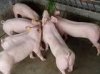常年供應(yīng)苗豬價(jià)格合理，先考察后購買13151336367