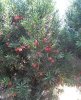 東北紅豆杉藥用價值和市場應用