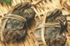 陽澄湖大閘蟹專賣