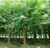 腎蕨（篦子草、排草、蜈蚣草）的介紹與養護要點