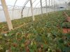榕樹（小葉榕、細葉榕）的介紹與養護要點