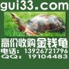 高價(jià)格收購(gòu)金錢龜
