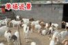 吐魯番有沒有波爾山羊養(yǎng)殖場哪里有賣羊的什么地方有山羊養(yǎng)殖基地