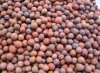 生物陶粒，生物陶粒濾料