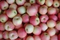 供應濰坊紅嘎啦蘋果 供應山東紅嘎啦蘋果 供應濰坊蘋果