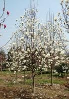 園林 園藝 綠化 花木 苗木