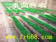 海南蜈蚣養殖地