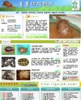 金錢龜